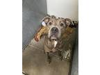 Bentley, American Pit Bull Terrier For Adoption In Las Vegas, Nevada