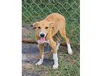 Weston, Labrador Retriever For Adoption In Morrilton, Arkansas
