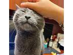 Maxi, Domestic Shorthair For Adoption In Merriam, Kansas