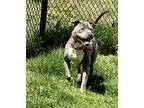 Rosie, American Staffordshire Terrier For Adoption In Yonkers, New York
