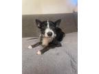 Foxy, Schnauzer (miniature) For Adoption In Blind Bay, British Columbia