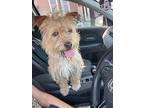 Brownie, Cairn Terrier For Adoption In Blind Bay, British Columbia