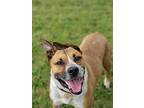 Chrome, American Staffordshire Terrier For Adoption In Detroit Lakes, Minnesota