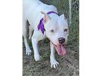 Whisper, American Pit Bull Terrier For Adoption In Byron, Georgia
