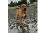 Leo, Terrier (unknown Type, Medium) For Adoption In Silverdale, Washington