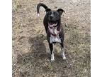 London, American Staffordshire Terrier For Adoption In Oak Ridge, Tennessee