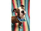 Pickle, American Pit Bull Terrier For Adoption In Lafayette, Indiana