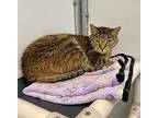 Tiger Lily, Domestic Shorthair For Adoption In Gillette, Wyoming