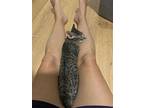 Fuzzy, Domestic Shorthair For Adoption In St. Augustine, Florida