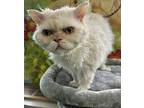Christopher, Selkirk Rex For Adoption In New York, New York