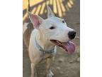 Mack, Bull Terrier For Adoption In Julian, California