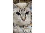 Nyla, Siamese For Adoption In Canoga Park, California