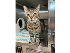 Tessa, Domestic Shorthair For Adoption In Stouffville, Ontario