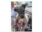 Coh Dotty, Schnauzer (miniature) For Adoption In Inglewood, California