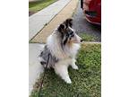 Blue, Sheltie, Shetland Sheepdog For Adoption In Virginia Beach, Virginia