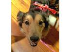 Harley, Sheltie, Shetland Sheepdog For Adoption In Virginia Beach, Virginia