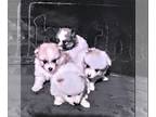 Pomeranian PUPPY FOR SALE ADN-834111 - Cute alert Beautiful Pom babies
