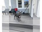 French Bulldog PUPPY FOR SALE ADN-834107 - Male French Bulldog