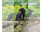 Springerdoodle PUPPY FOR SALE ADN-833978 - Springerdoodle super smart family and