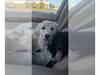 Sheepadoodle PUPPY FOR SALE ADN-834149 - F1b Sheepadoodle puppies