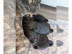 Pug PUPPY FOR SALE ADN-833966 - Pug puppies for sale