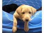 Labrador Retriever PUPPY FOR SALE ADN-833959 - AKC Registered Pups