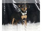 Miniature Pinscher PUPPY FOR SALE ADN-833972 - AD 1 AKC Miniature Pinschers for