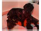 Schnauzer (Giant) PUPPY FOR SALE ADN-834191 - Giant Schnauzer puppies