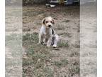 Biewer Yorkie-Yorkshire Terrier Mix PUPPY FOR SALE ADN-834172 - Adorable party