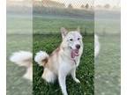 Siberian Husky DOG FOR ADOPTION RGADN-1378018 - SLEEPY - Siberian Husky (medium
