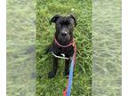 Great Dane Mix DOG FOR ADOPTION RGADN-1378020 - COLE - Cane Corso Mastiff /