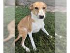Greyhound Mix DOG FOR ADOPTION RGADN-1173371 - Ginger - Cattle Dog / Greyhound /