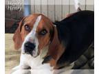 Treeing Walker Coonhound DOG FOR ADOPTION RGADN-1215812 - Henry - Treeing Walker
