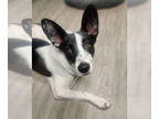 Basenji Mix DOG FOR ADOPTION RGADN-1339433 - Phoebe - Basenji / Australian