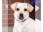 Border Terrier Mix DOG FOR ADOPTION RGADN-1347610 - Wendy - Border Terrier /