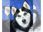 Siberian Husky DOG FOR ADOPTION RGADN-1351904 - Candy Klee Kai - Siberian Husky
