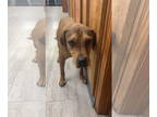 Redbone Coonhound-Rhodesian Ridgeback Mix DOG FOR ADOPTION RGADN-1356828 - Boots