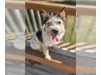 Parson Russell Terrier Mix DOG FOR ADOPTION RGADN-1369072 - Toto - Terrier /