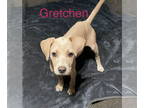 Weimaraner Mix DOG FOR ADOPTION RGADN-1373056 - Gretchen - Weimaraner / Mixed