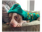 American Staffordshire Terrier Mix DOG FOR ADOPTION RGADN-1374622 - Anna -