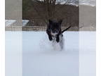 American Pit Bull Terrier Mix DOG FOR ADOPTION RGADN-1374629 - Donovan - Pit