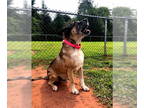 Akita Mix DOG FOR ADOPTION RGADN-1374631 - Hershal - Akita / Cane Corso Mastiff