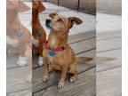 Toy Rat Doxie DOG FOR ADOPTION RGADN-1374632 - Frida - Dachshund / Rat Terrier /