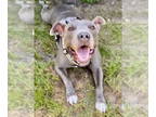 American Staffordshire Terrier DOG FOR ADOPTION RGADN-1374635 - KIRA - American