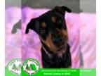 Rottweiler Mix DOG FOR ADOPTION RGADN-1374638 - Chase - Rottweiler / Mixed Dog