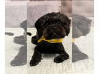 ShihPoo DOG FOR ADOPTION RGADN-1374643 - Millie Mae - Poodle (Toy) / Shih Tzu /