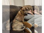 Plott Hound DOG FOR ADOPTION RGADN-1374647 - Harper - Plott Hound / Presa