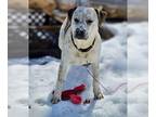 American Staffordshire Terrier Mix DOG FOR ADOPTION RGADN-1374651 - Dylan -