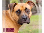 Boxador DOG FOR ADOPTION RGADN-1374653 - Missy - Boxer / Labrador Retriever /
