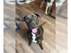 Chocolate Labrador retriever Mix DOG FOR ADOPTION RGADN-1374654 - Jack -